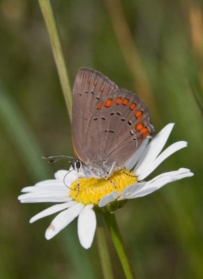 CoralHairstreak26.jpg