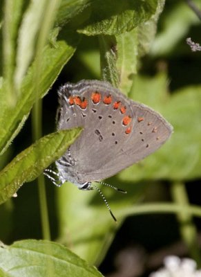 CoralHairstreak28.jpg