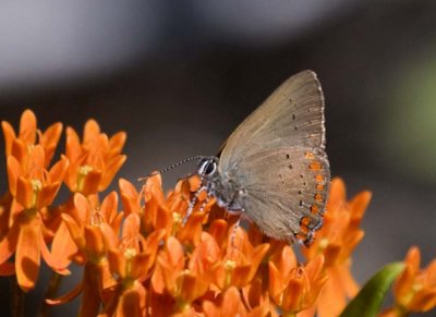 CoralHairstreak29.jpg