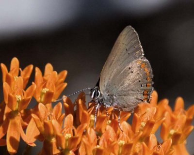 CoralHairstreak30.jpg