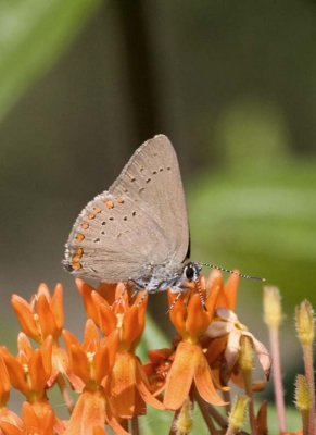 CoralHairstreak31.jpg