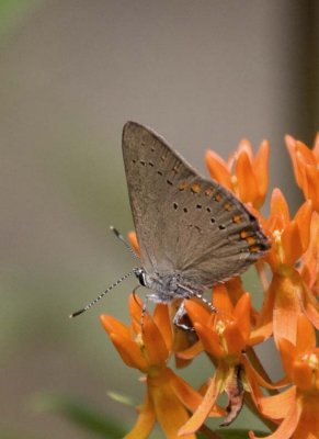 CoralHairstreak32.jpg