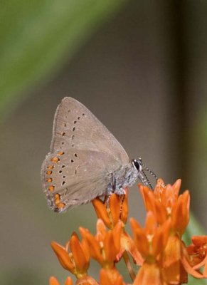 CoralHairstreak33.jpg