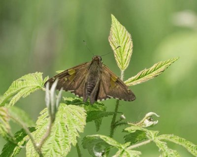 SilverSpottedSkipper25.jpg