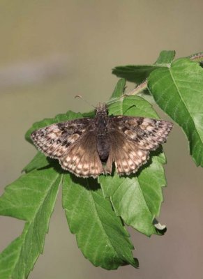 WildIndigoDuskywing15.jpg