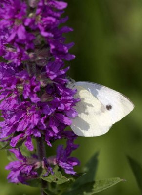 CabbageWhiteButterfly14.jpg