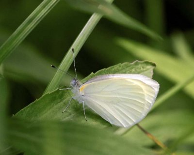 MustardWhiteButterfly20.jpg