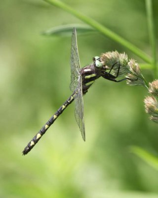 BrownSpiketail5.jpg