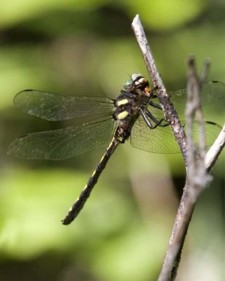 DeltaSpottedSpiketail29.jpg