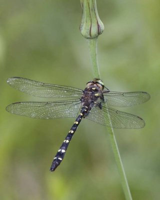 TwinSpottedSpiketail7.jpg