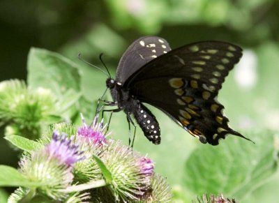EasternBlackSwallowtail71.jpg