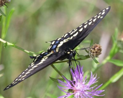 EasternBlackSwallowtail73.jpg