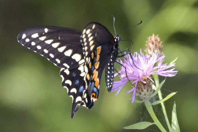 EasternBlackSwallowtail74.jpg