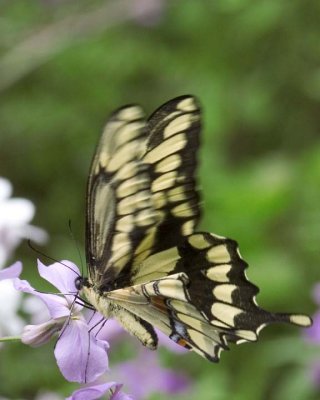 GiantSwallowtail77.jpg