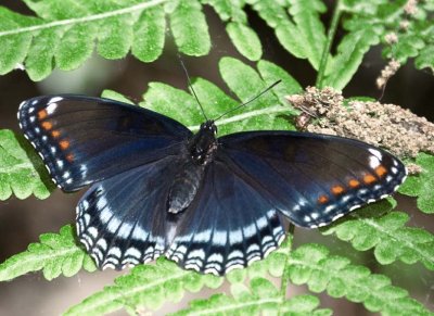 RedSpottedPurpleButterfly70.jpg