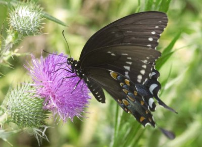 SpicebushSwallowtail78.jpg