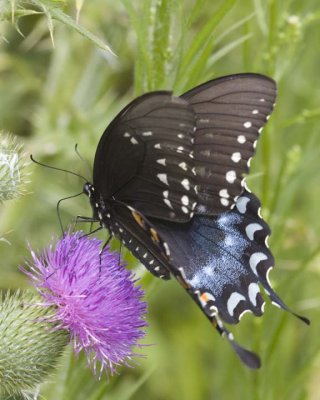 SpicebushSwallowtail79.jpg