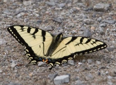 TigerSwallowtail79.jpg