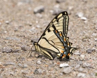 TigerSwallowtail81.jpg