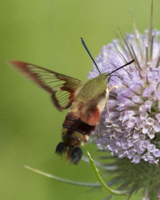 HummingbirdClearwingMoth49.jpg