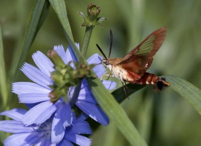HummingbirdClearwingMoth51.jpg