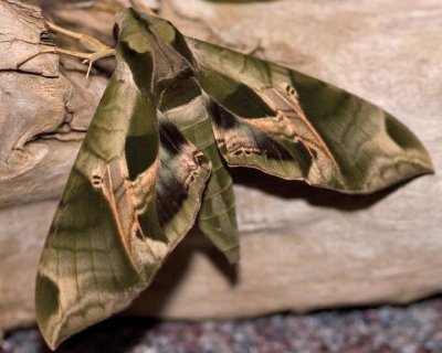 PandoraSphinxMoth19.jpg