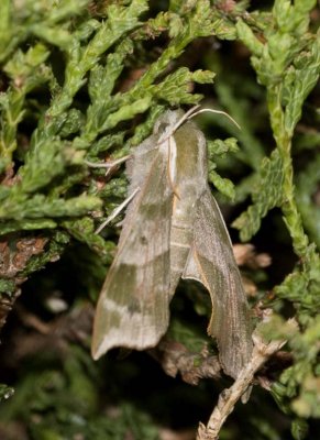 Sphinx Moths