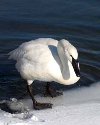 TrumpeterSwan2R.jpg