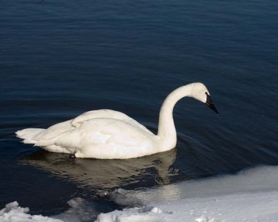 TrumpeterSwan8R.jpg