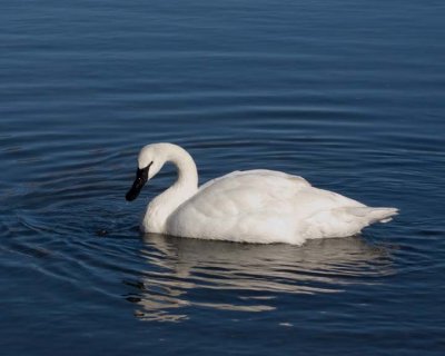 TrumpeterSwan9R.jpg