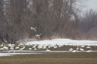 TundraSwan45R.jpg