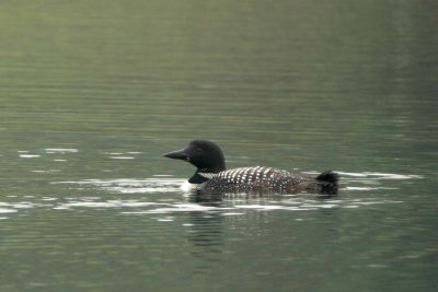 CommonLoon25.jpg