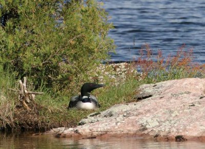 CommonLoon7.jpg