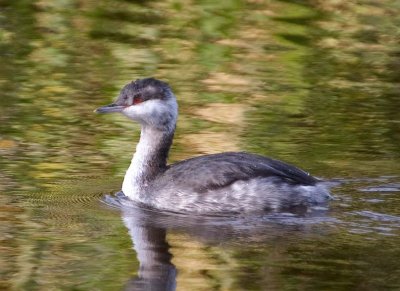 HornedGrebe11.jpg
