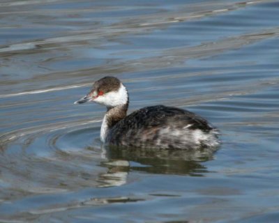 HornedGrebe6.jpg