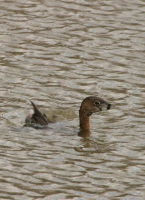 Pied Billed Grebe36.jpg