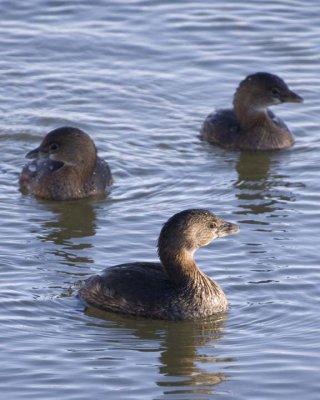 PiedBillGrebe21R.jpg