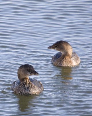 PiedBillGrebe22R.jpg