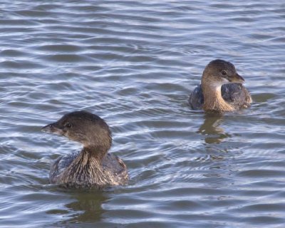 PiedBillGrebe24R.jpg