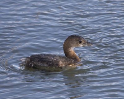 PiedBillGrebe25R.jpg