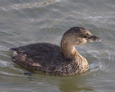 PiedBillGrebe30R.jpg