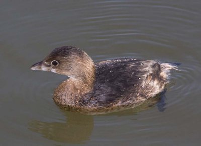 PiedBillGrebe32R.jpg