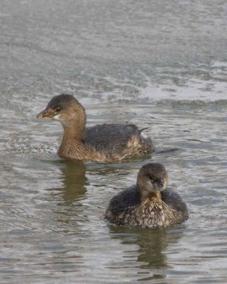 PiedBillGrebe33R.jpg