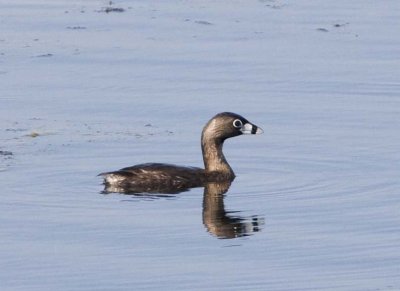 PiedBillGrebe37.jpg
