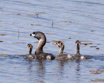 PiedBillGrebe_Chicks10.jpg