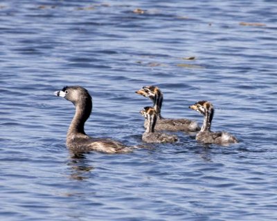 PiedBillGrebe_Chicks13.jpg