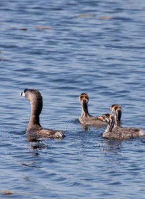 PiedBillGrebe_Chicks16.jpg