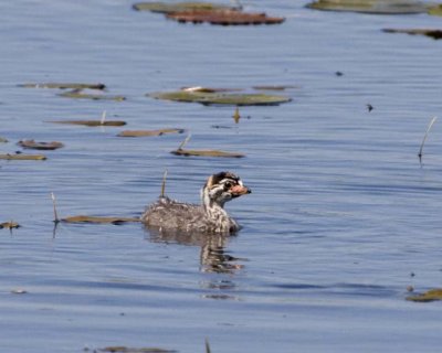 PiedBillGrebe_Chicks4.jpg