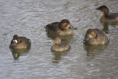 PiedBillGrebe_LesserScaup5R.jpg