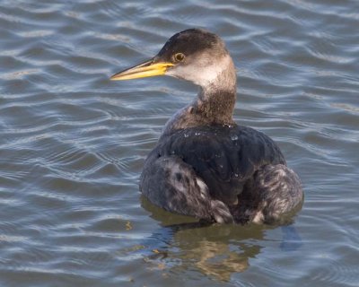 RedNeckGrebe22.jpg